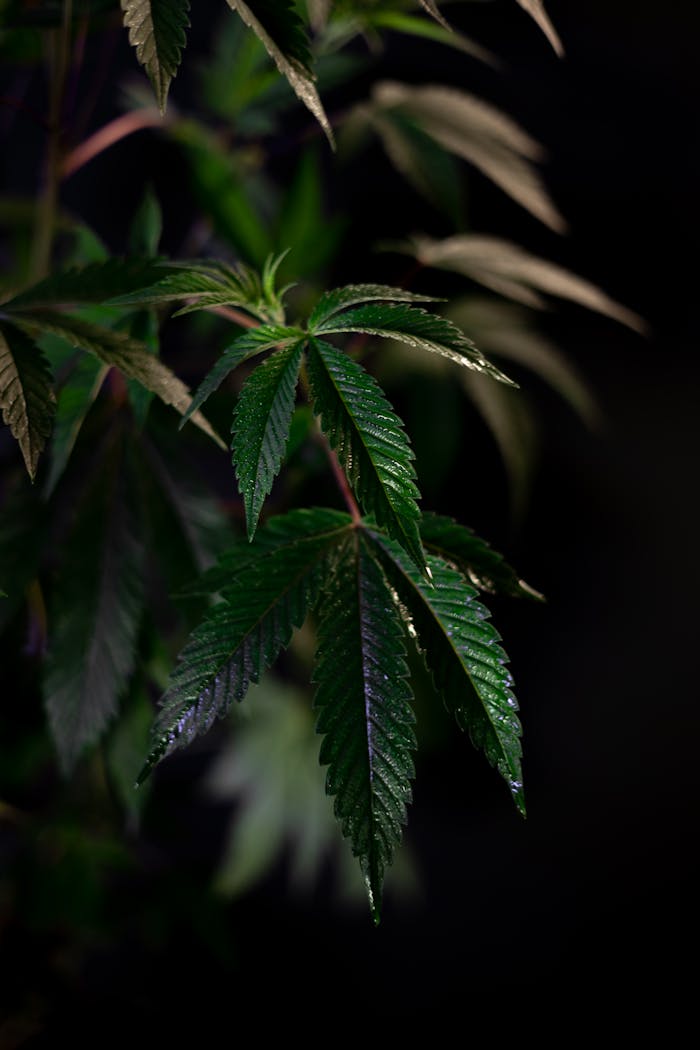 Detailed close-up of green cannabis leaves with a dark background, showcasing freshness and growth.