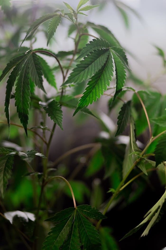 Close-up view of lush cannabis plants in an indoor cultivation setting with selective focus.