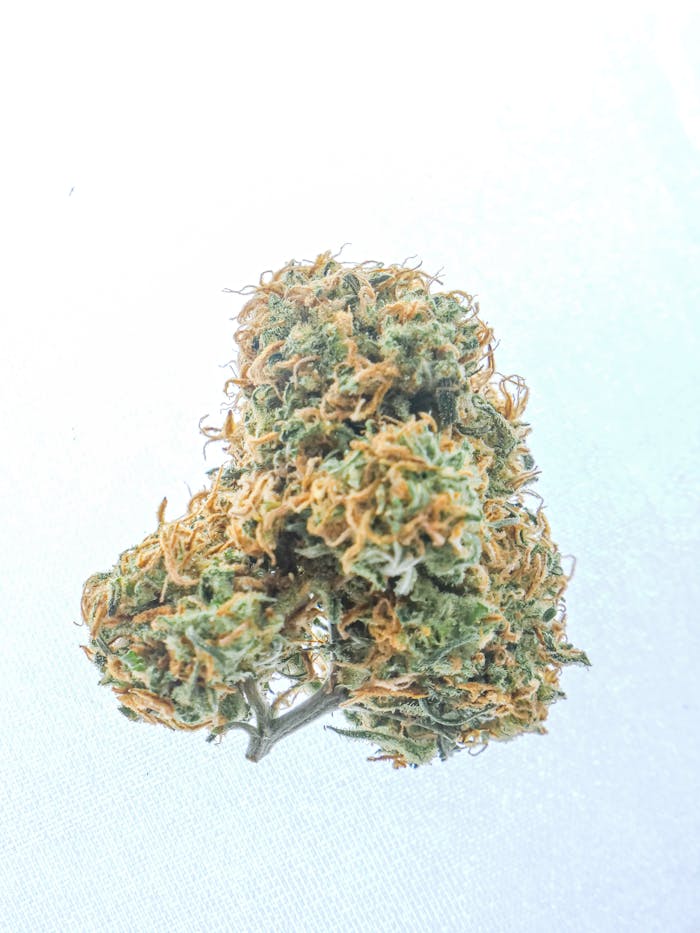 Detailed close-up of a cannabis bud isolated on a white background, showcasing its texture and colors.